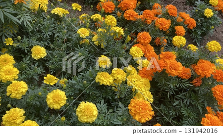 萬壽菊鮮花 萬壽菊鮮花 131942016