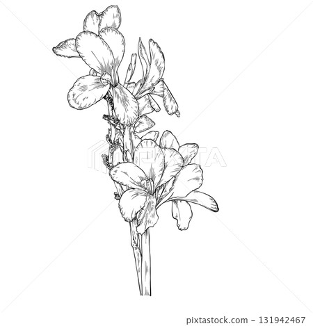 Canna Lily Flower, Nice Flower Plant, Hand-draw contour line 131942467