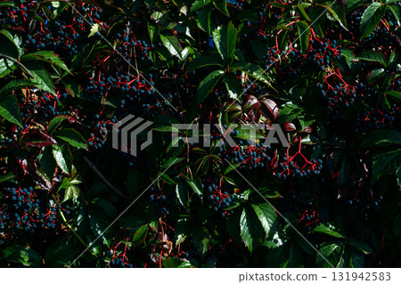 Dark glossy foliage and deep berries creating a dramatic natural pattern. Botanical textures and moody nature color inspiration 131942583