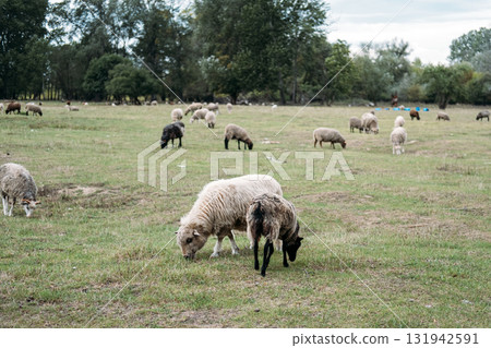 Mixed sheep flock grazing freely in an open pasture surrounded by forest edge. Rotational grazing, soil regeneration, pasture health, livestock sustainability Mixed sheep flock grazing freely in an open pasture surrounded by forest edge. Rotational grazing, soil regeneration, pasture health, livestock sustainability 131942591