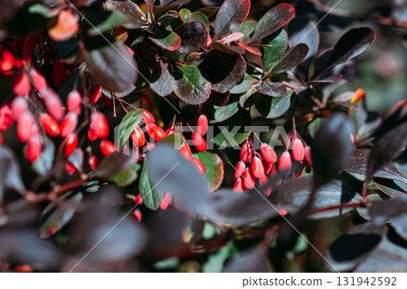 Red berries of a Berberis shrub contrast with its dark purple-green leaves in sunlight. Ornamental hedging, autumn fruiting, botanical interest, urban biodiversity Red berries of a Berberis shrub contrast with its dark purple-green leaves in sunlight. Ornamental hedging, autumn fruiting, botanical interest, urban biodiversity 131942592
