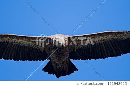 Griffon Vulture - Gyps fulvus, Crete 131942633