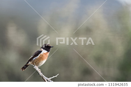 A Common Stonechat - Saxicola rubicola, Crete 131942635