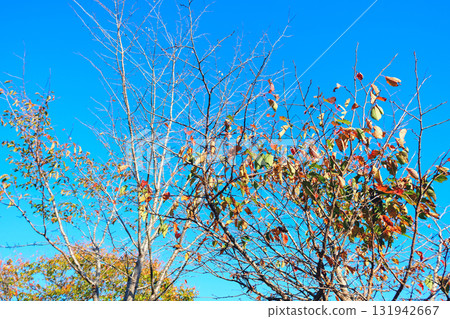 北海道色彩繽紛的枯葉和清澈湛藍的天空 131942667