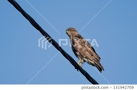 A Common Buzzard - Buteo buteo on Crete, Greece A Common Buzzard - Buteo buteo on Crete, Greece 131942709