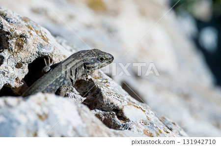 Cretan Wall Lizard - Podarcis cretensis, Crete Cretan Wall Lizard - Podarcis cretensis, Crete 131942710