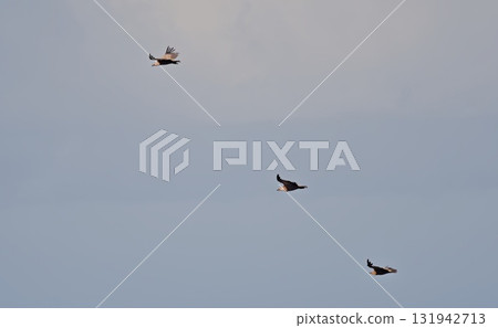 Griffon Vultures (Gyps fulvus), Crete, Greece 131942713