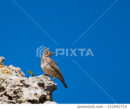 Crested Lark (Galerida cristata), Crete 131942714