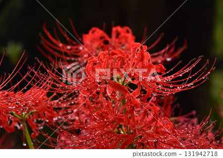 Droplets of red spider lily Droplets of red spider lily 131942718