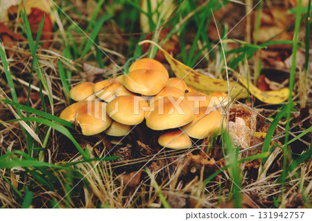 Autumn mushrooms grow on the stump of a tree 131942757