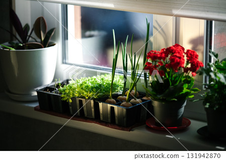 Growing greenery on the windowsill 131942870