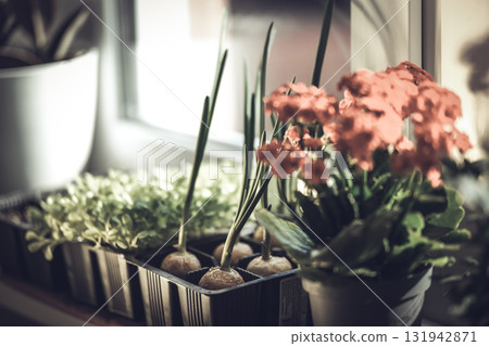 Growing greenery on the windowsill 131942871