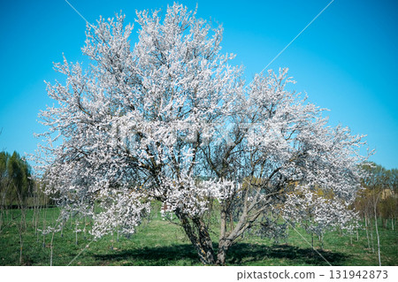 Blossoming Tree on Blue Sky 131942873