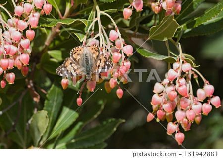 Painted Lady (Vanessa cardui) feeding on Arbutus unedo (strawberry tree) flowers, Crete 131942881
