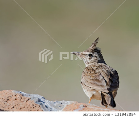 Crested Lark (Galerida cristata), Crete 131942884
