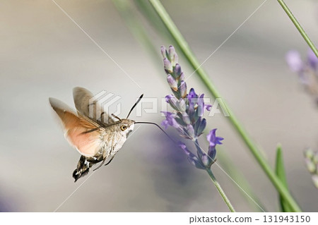 The hummingbird hawk-moth (Macroglossum stellatarum), Greece The hummingbird hawk-moth (Macroglossum stellatarum), Greece 131943150