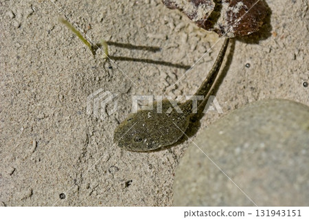 Greek Stream Frog larva (Rana graeca), Greece 131943151