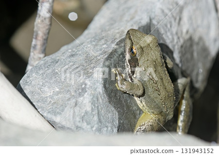 Greek Stream Frog (Rana graeca), Greece 131943152