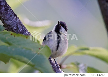 Great Tit (Parus major), Greece 131943266