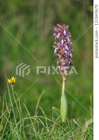 Flowers of Himantoglossum robertianum, Greece 131943670