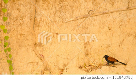 Greater coucal Centropus sinensis intermedius. 131943793