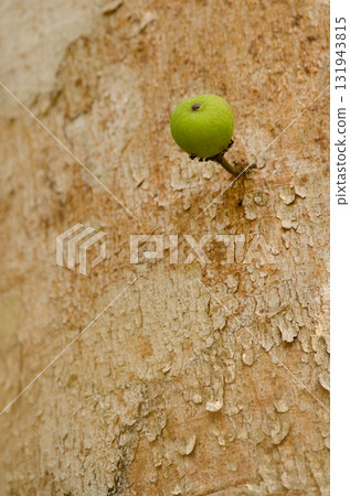 Fruit of fig tree. 131943815