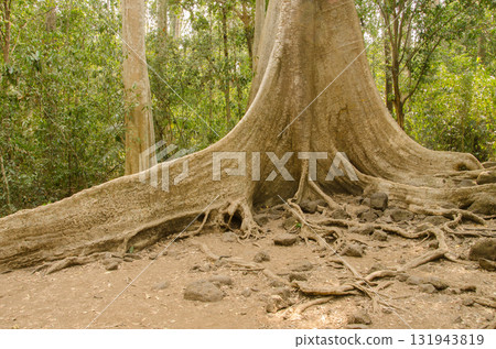 Giant root system of the Tung tree. 131943819