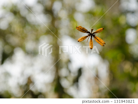 Leaves hanging suspended by spider silk threads. Leaves hanging suspended by spider silk threads. 131943821
