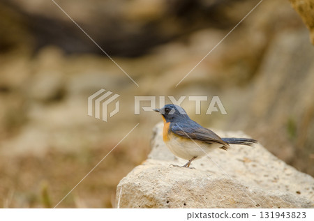 Tickell's blue flycatcher. Tickell's blue flycatcher. 131943823