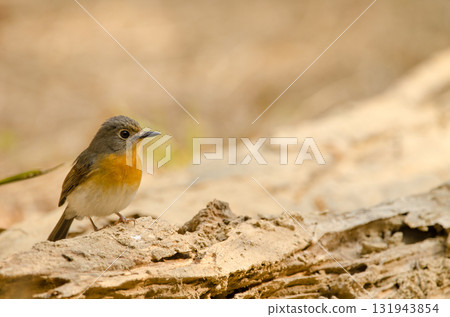 Tickell's blue flycatcher. Tickell's blue flycatcher. 131943854
