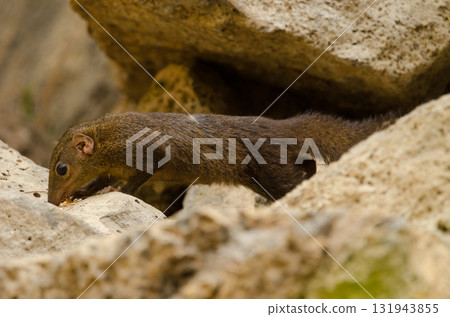 Northern treeshrew searching for food. 131943855