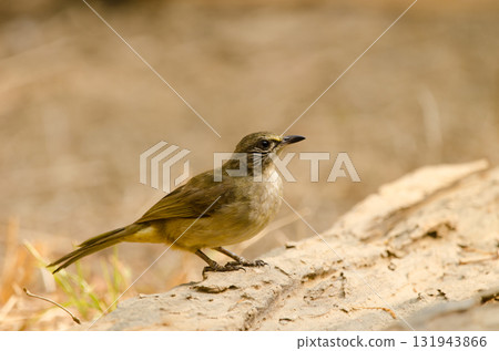 Stripe-throated bulbul Pycnonotus finlaysoni eous. 131943866
