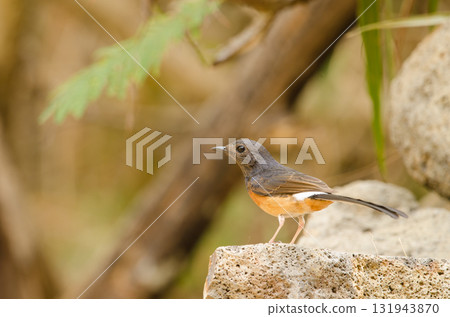 Female white-rumped shama. Female white-rumped shama. 131943870