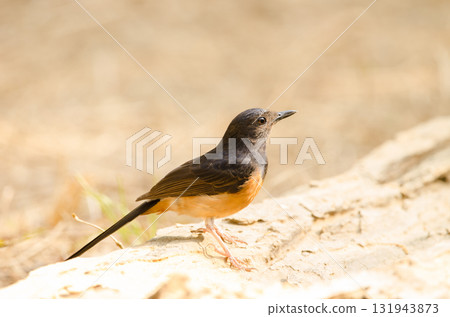 Female white-rumped shama. 131943873