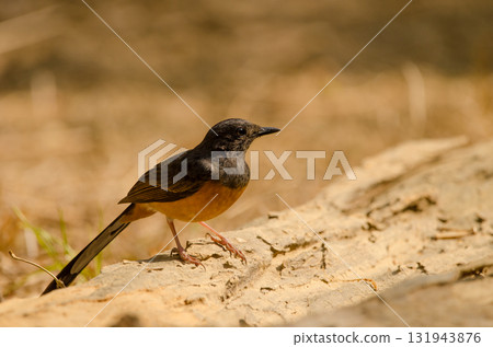 Female white-rumped shama. 131943876