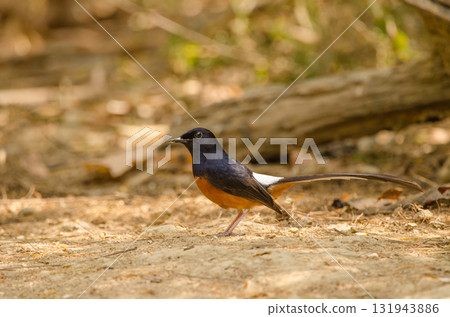 Male white-rumped shama. 131943886