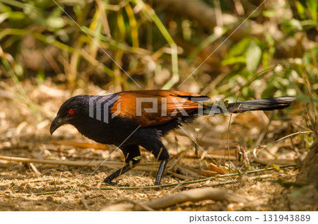 Greater coucal Centropus sinensis intermedius. 131943889