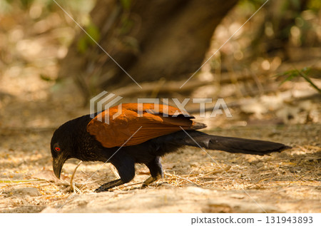 Greater coucal searching for food. Greater coucal searching for food. 131943893