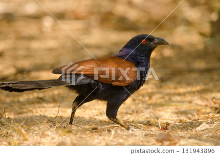 Greater coucal Centropus sinensis intermedius. 131943896