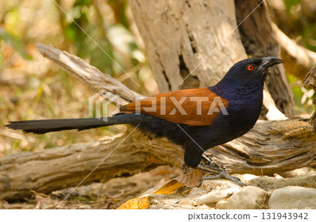 Greater coucal drinking water. Greater coucal drinking water. 131943942