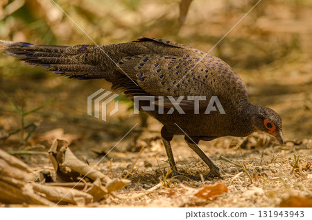 Germain's peacock-pheasant Polyplectron germaini. 131943943
