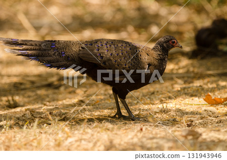 Germain's peacock-pheasant Polyplectron germaini. Germain's peacock-pheasant Polyplectron germaini. 131943946