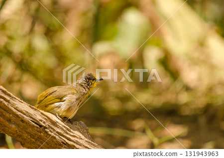 Stripe-throated bulbul Pycnonotus finlaysoni eous. Stripe-throated bulbul Pycnonotus finlaysoni eous. 131943963