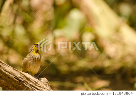 Stripe-throated bulbul Pycnonotus finlaysoni eous. Stripe-throated bulbul Pycnonotus finlaysoni eous. 131943964