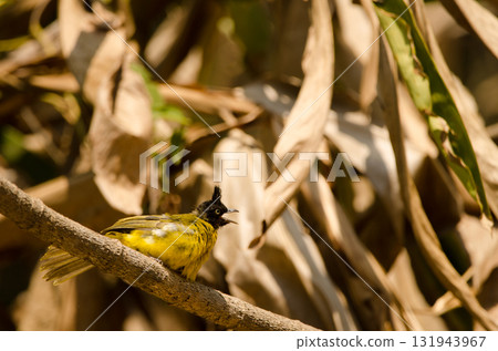 Black-crested bulbul calling. 131943967