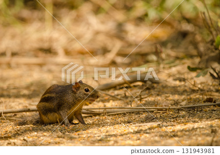 Berdmore's ground squirrel. 131943981