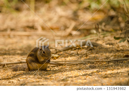 Berdmore's ground squirrel. 131943982