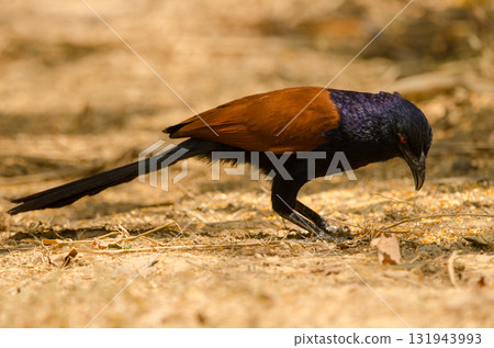 Greater coucal searching for food. 131943993