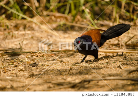 Greater coucal searching for food. Greater coucal searching for food. 131943995