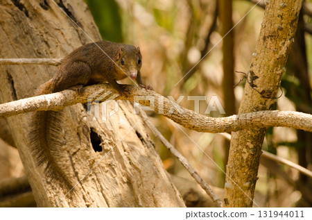Northern treeshrew Tupaia belangeri. Northern treeshrew Tupaia belangeri. 131944011